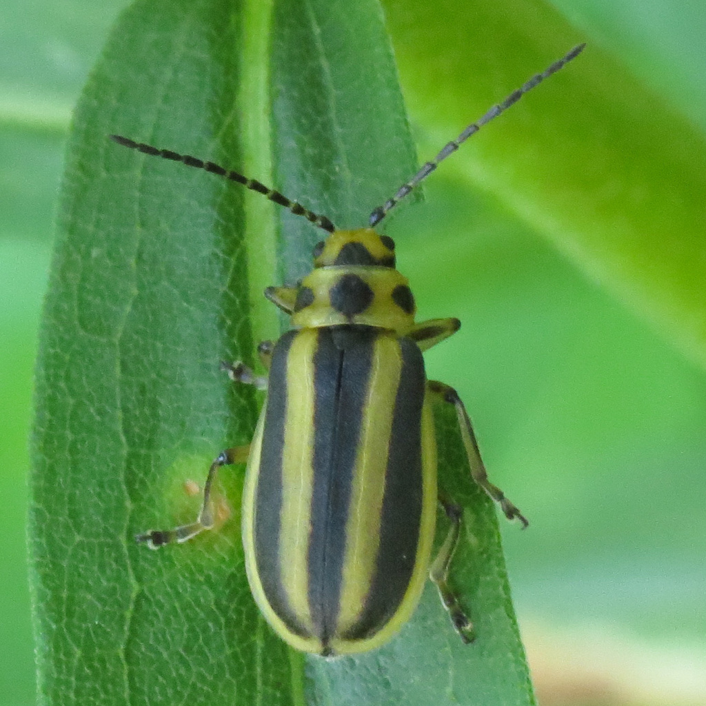 Trirhabda virgata