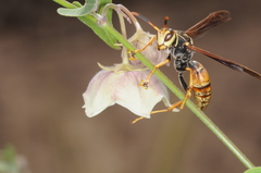 Philibertia gilliesii