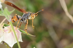 Polistes buyssoni