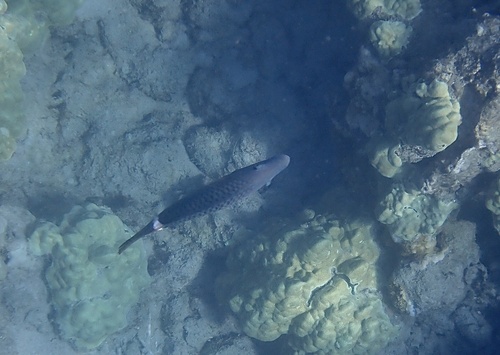 Oxycheilinus unifasciatus, 2026-05-17