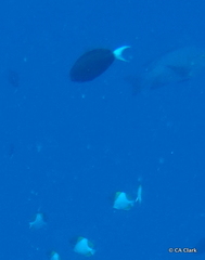 Acanthurus thompsoni