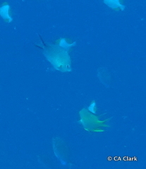 Chromis ternatensis