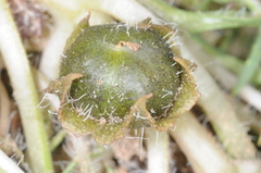 Jaborosa leucotricha
