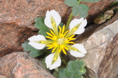 Caiophora pulchella