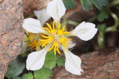 Caiophora pulchella
