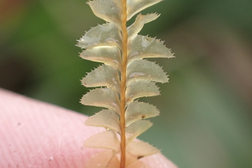 Plagiochila deflexa observed 2026-05-15