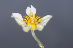 Caiophora pulchella
