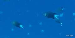 Chromis xanthura