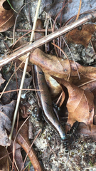 Plestiodon anthracinus