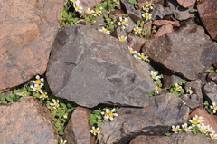 Caiophora pulchella