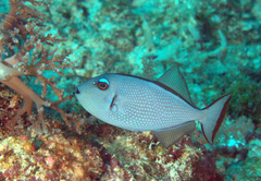 Xanthichthys auromarginatus