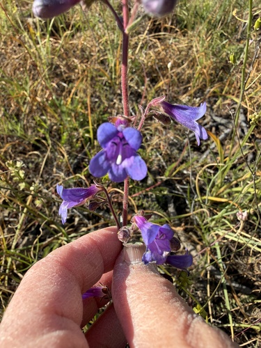 Penstemon roezlii, photograph 6