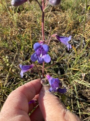 Penstemon roezlii, photograph (c) Dee Shea Himes, some rights reserved (CC BY)