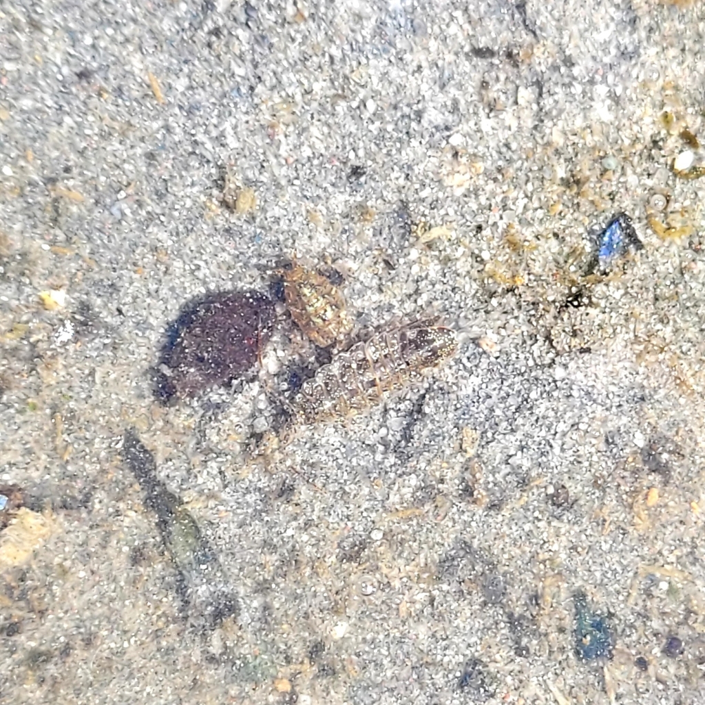 Synidotea nebulosa