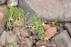 Caiophora pulchella