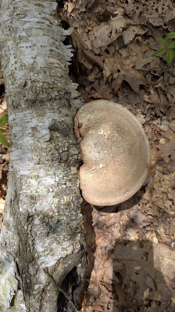 birch polypore · May 2026 · photo: Photo: no rights reserved · iNaturalist