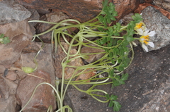 Caiophora pulchella