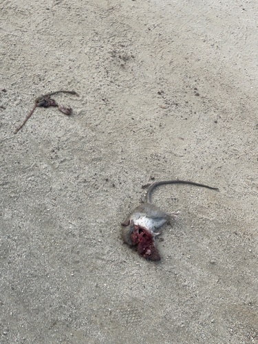 iNaturalist observation photo of Brown Rat