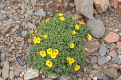 Oxalis cinerea