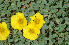 Oxalis cinerea