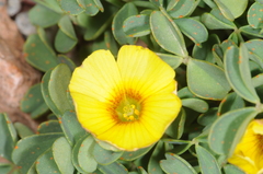 Oxalis cinerea
