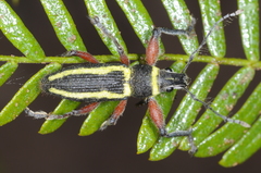 Naupactus sulphurifer