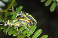 Naupactus sulphurifer