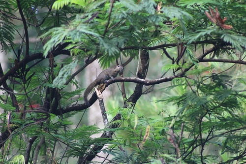 Callosciurus nigrovittatus observed 2026-05-16