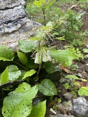 Symphytum grandiflorum, photograph (c) Наталья Пикалова, some rights reserved (CC BY)