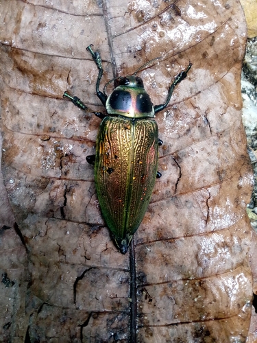 Ceiba Borer