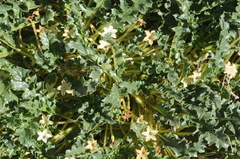 Jaborosa caulescens