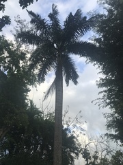 Roystonea borinquena