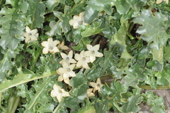 Jaborosa caulescens