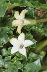 Jaborosa caulescens