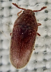 Throscidae