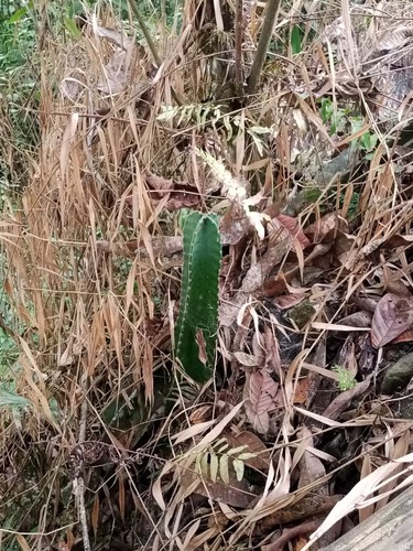 Cereus lepidotus, photograph 3