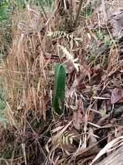 Cereus lepidotus, photograph (c) Raúl A. Ruiz M., some rights reserved (CC BY)