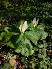 Trillium albidum