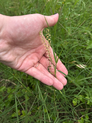 Lepidium austrinum, photograph (c) Salem De La Luna, some rights reserved (CC BY)