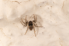 Menemerus semilimbatus