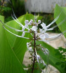 Orthosiphon aristatus