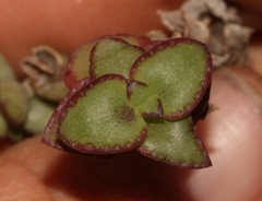 Crassula pellucida pellucida
