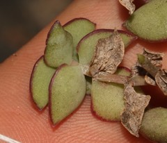 Crassula pellucida pellucida
