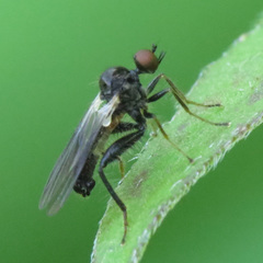 Hybotidae