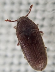 Throscidae