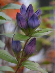 Gentiana catesbaei