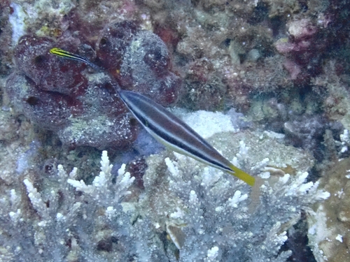 Diproctacanthus xanthurus observed 2026-05-16