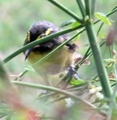 Coereba flaveola barbadensis