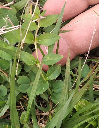 sticky waxweed