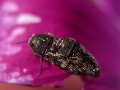 Acmaeodera neglecta neoneglecta